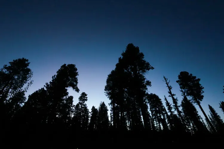 Fuego en el Cielo: La Abducción de Travis Walton que Conmocionó a Arizona en 1975